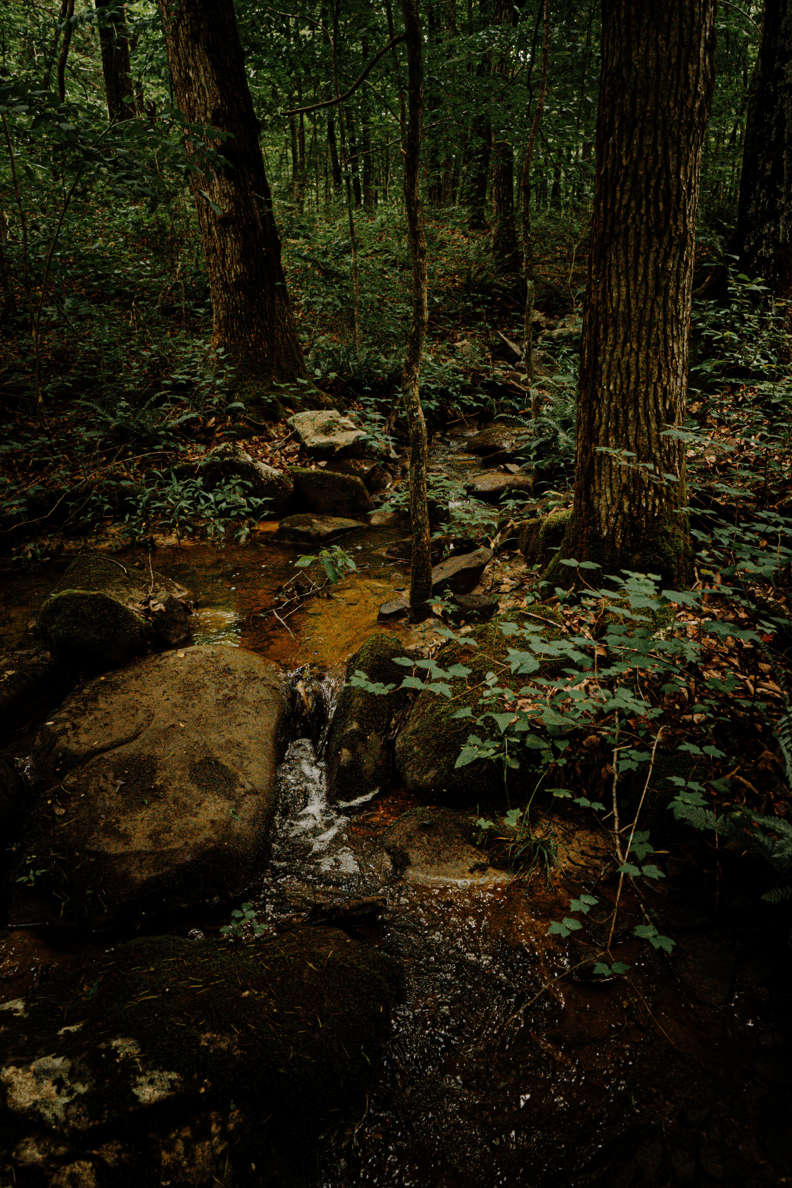 Small forest creek flowing over moss-covered boulders near Sleepy Hollow.