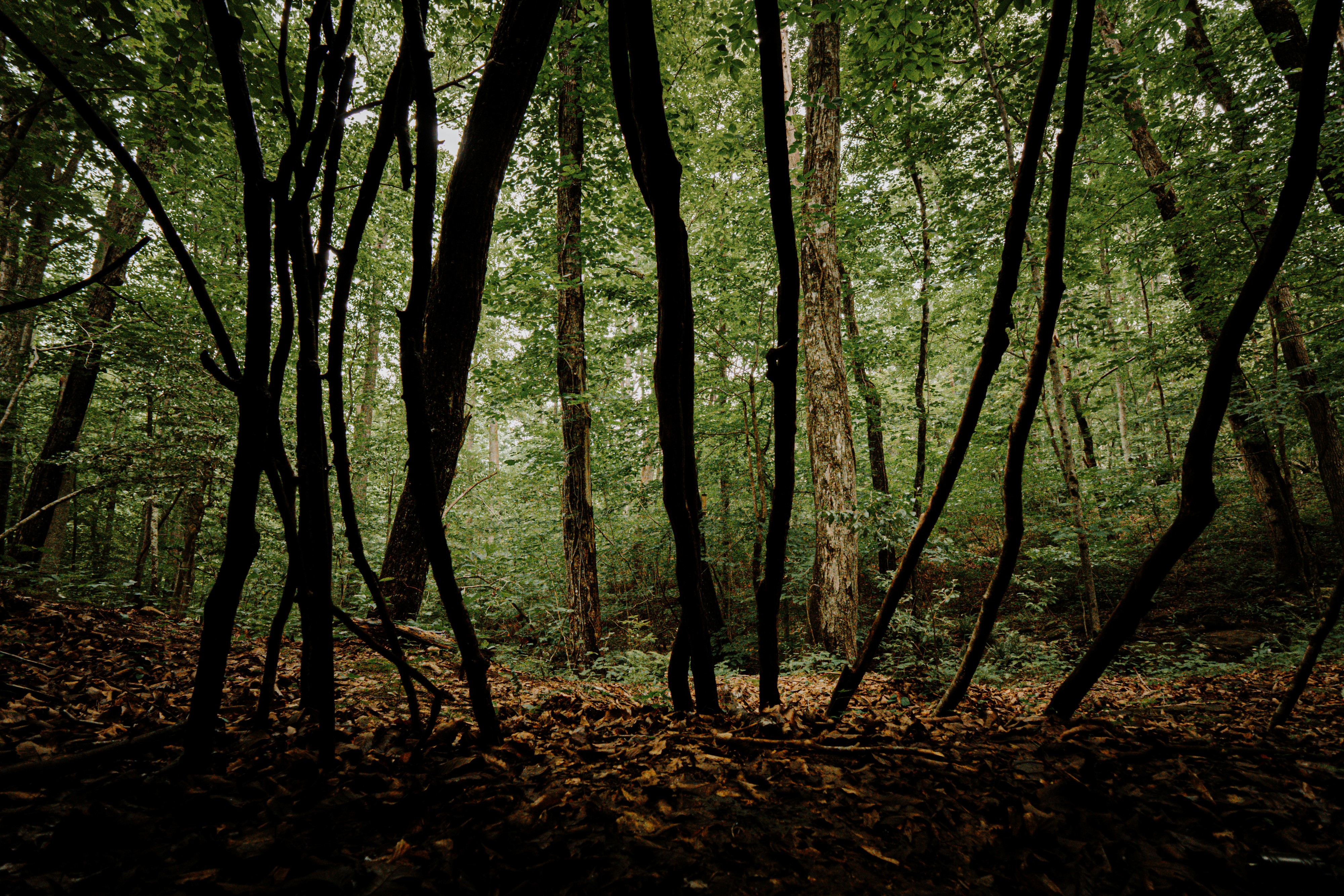 Dense forest of leaning tree trunks and green canopy along the trail near Sleepy Hollow.