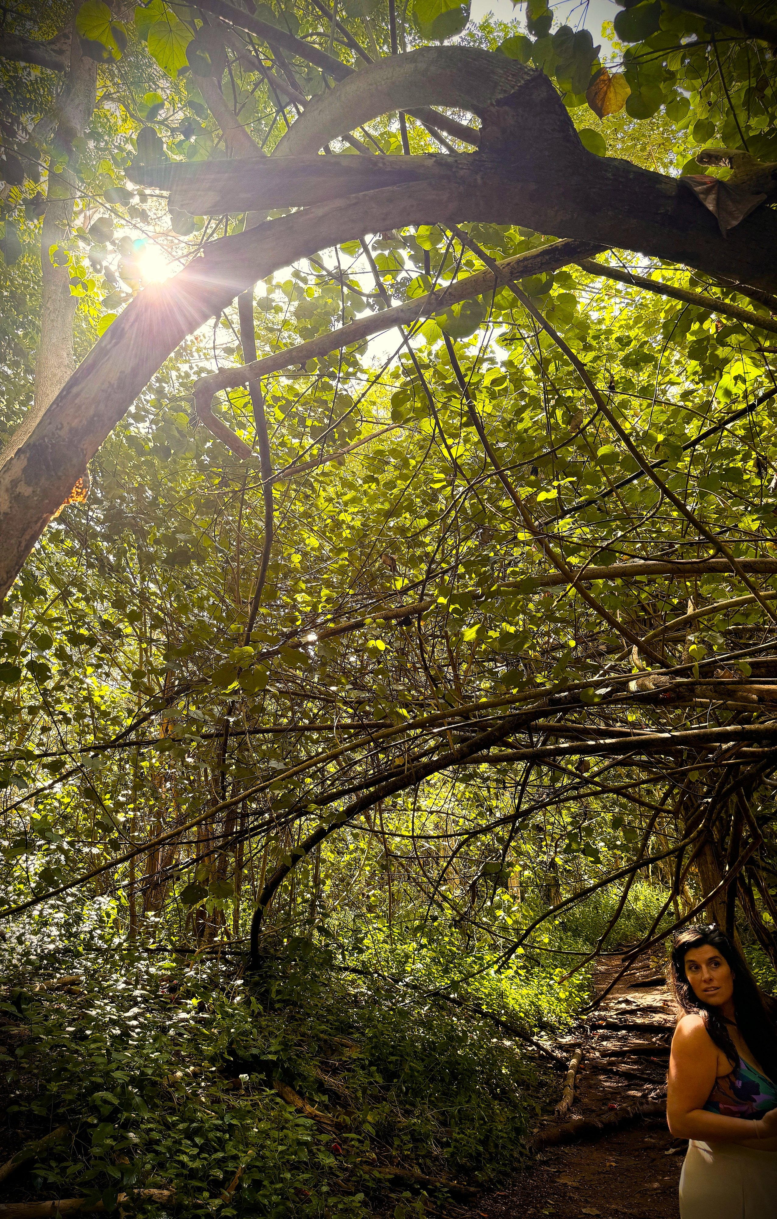 Sun flaring through a leafy jungle canopy over a hiking trail on Kauai, with a hiker pausing beneath the arched branches.