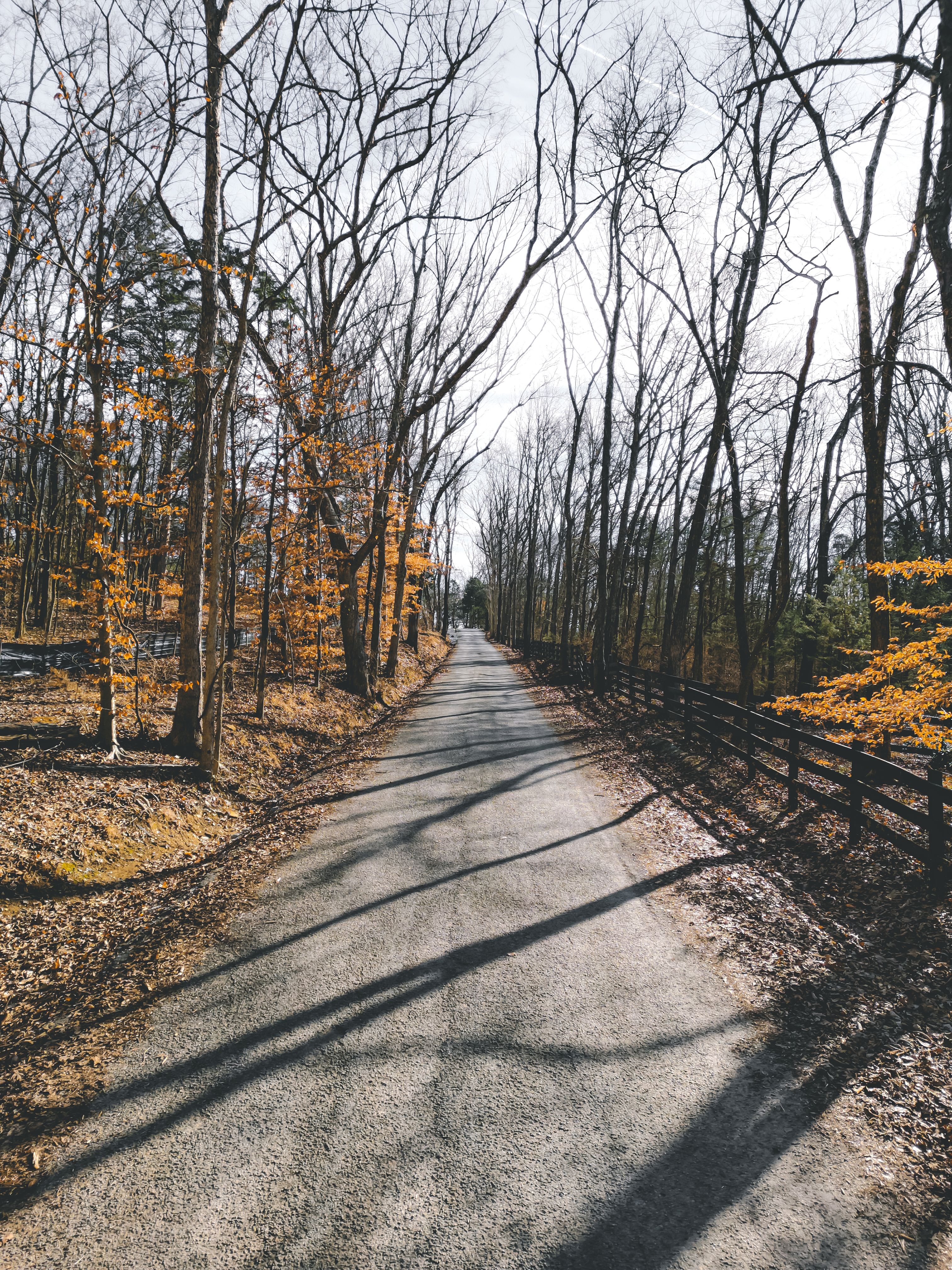 Gravel driveway approach to a Zurich Homes property on Old Charlotte Pike, lined with bare trees in fall.