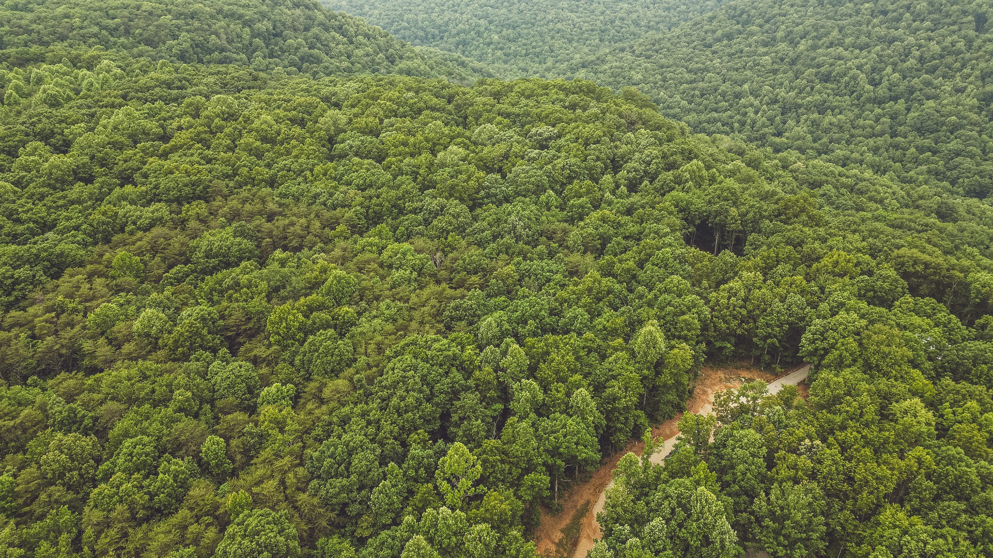 Aerial view of the forested access road within The Retreat at Sunset Bluff, Monteagle TN.