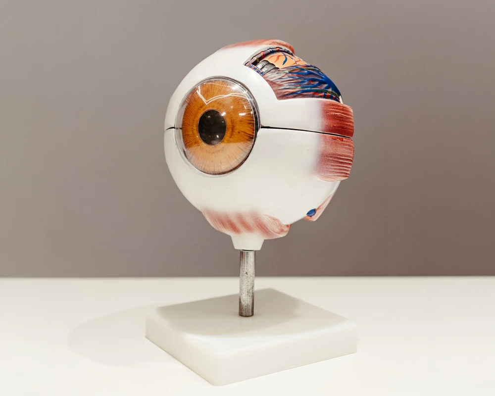 Anatomisches Modell des menschlichen Auges