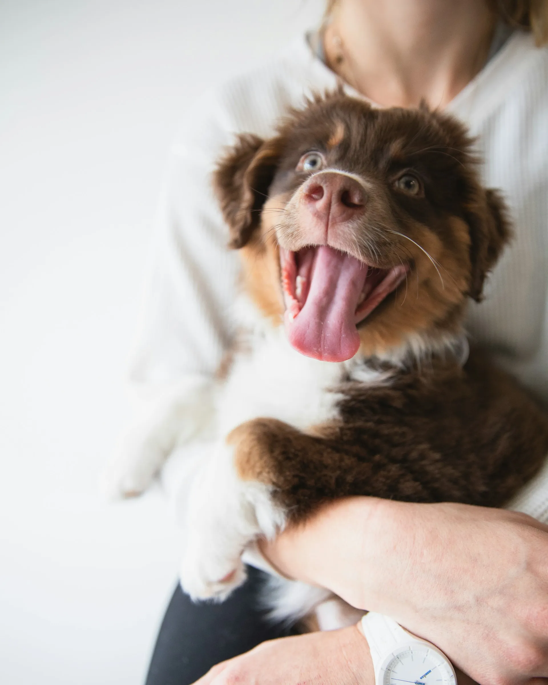 Tierschutzversicherung für einen Australian Shepherd Welpen