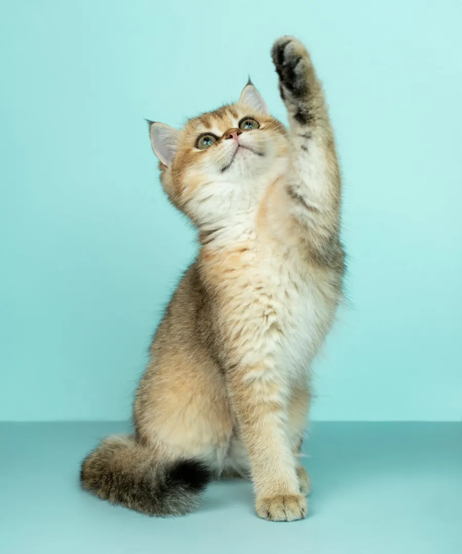 Tierschutzversicherung für eine Babykatze