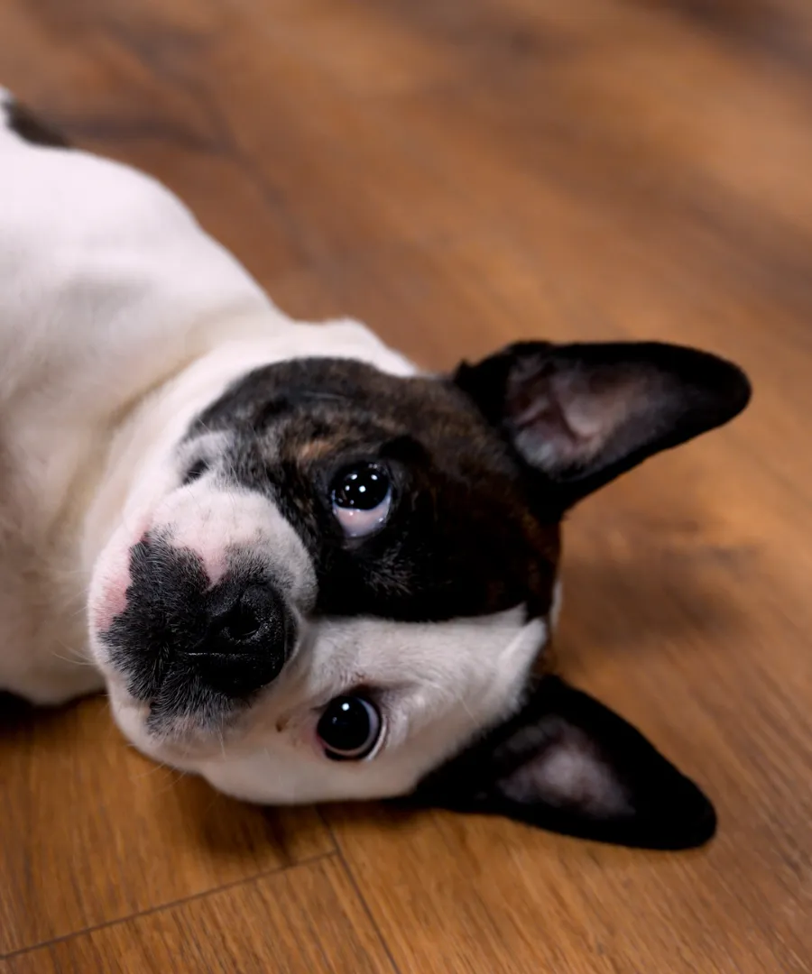 Französische Bulldogge liegt auf Holzboden und schaut aufmerksam nach oben.