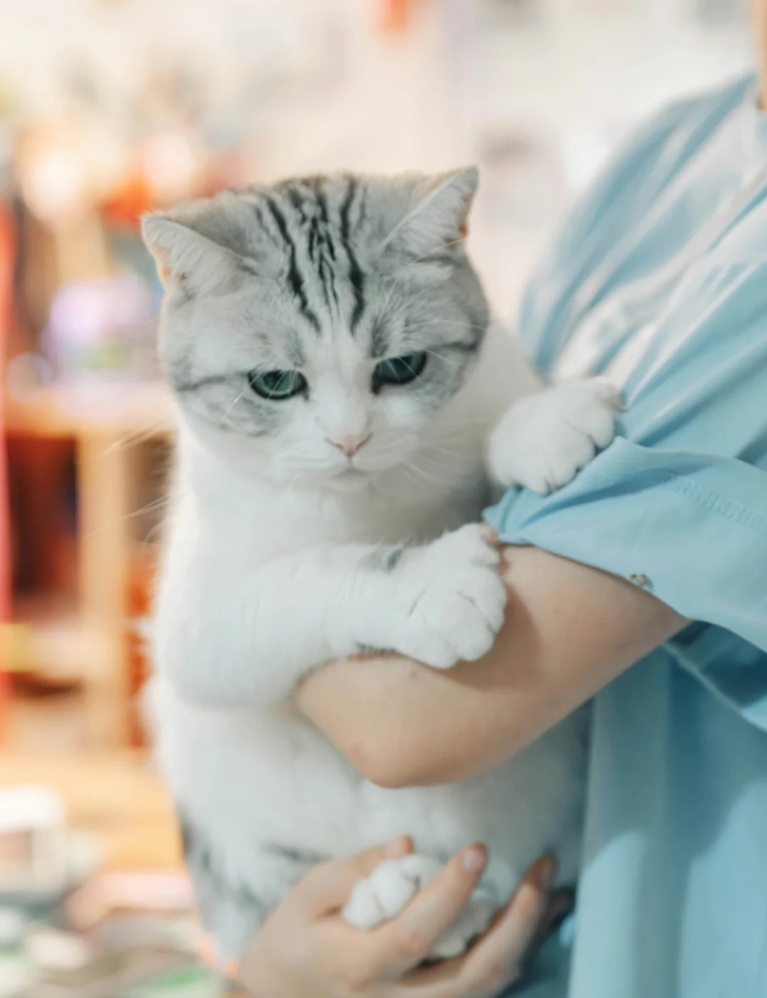 Tierschutzversicherung für eine Katze beim Tierarzt