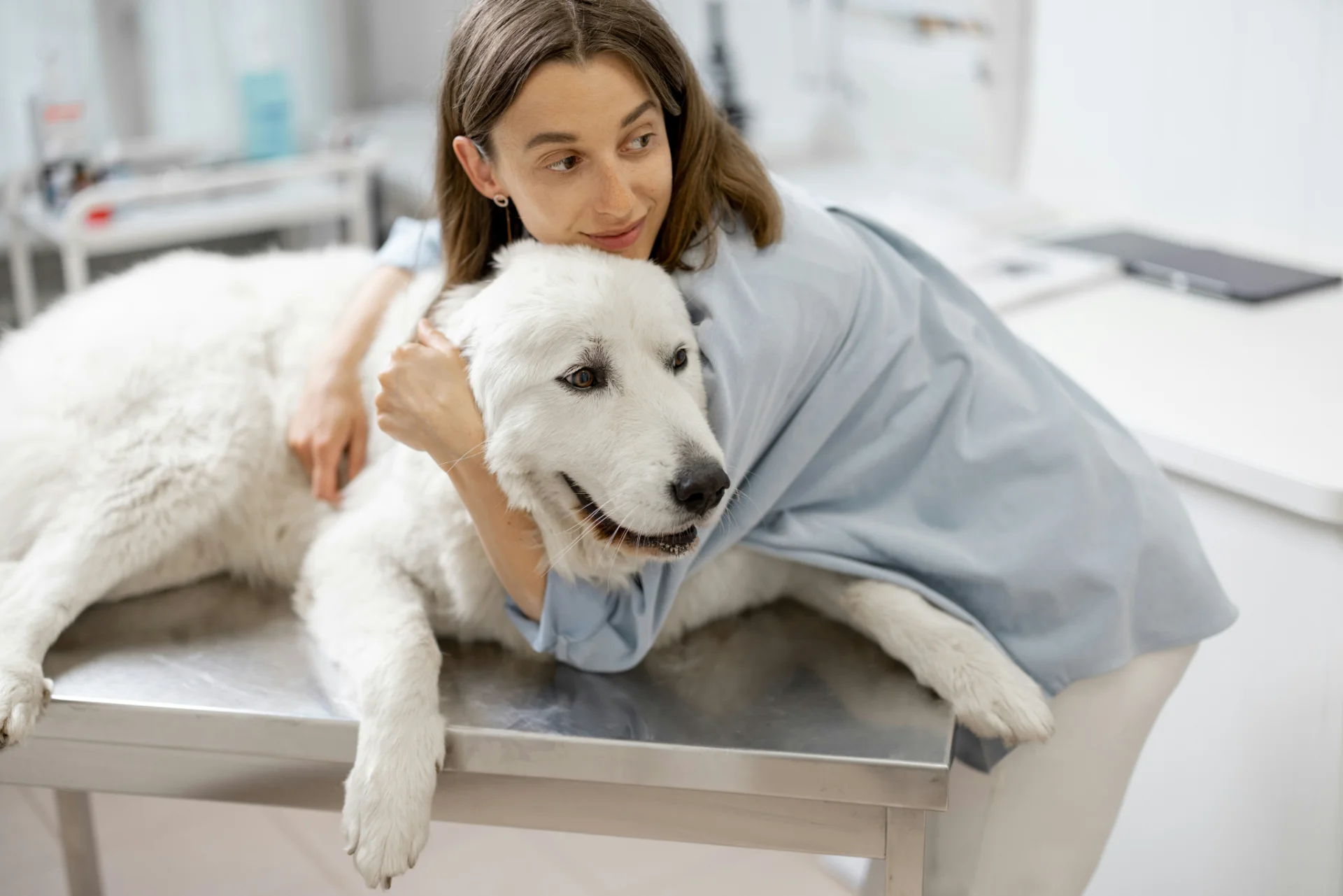 Tierschutzversicherung für einen Hund beim Tierarzt
