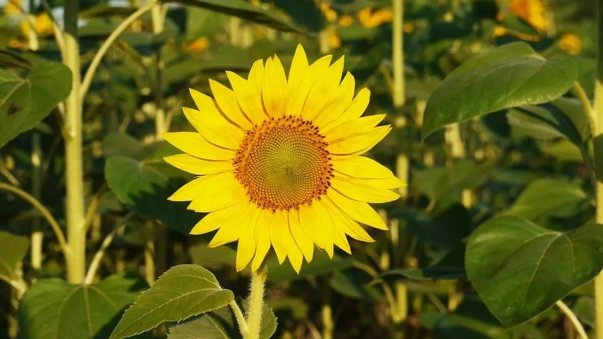 Tournesol en pleine lumière