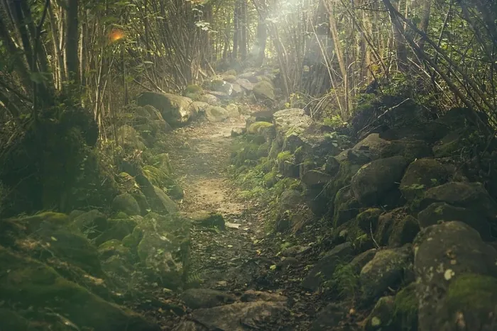 Sentier en forêt éclairé par le soleil