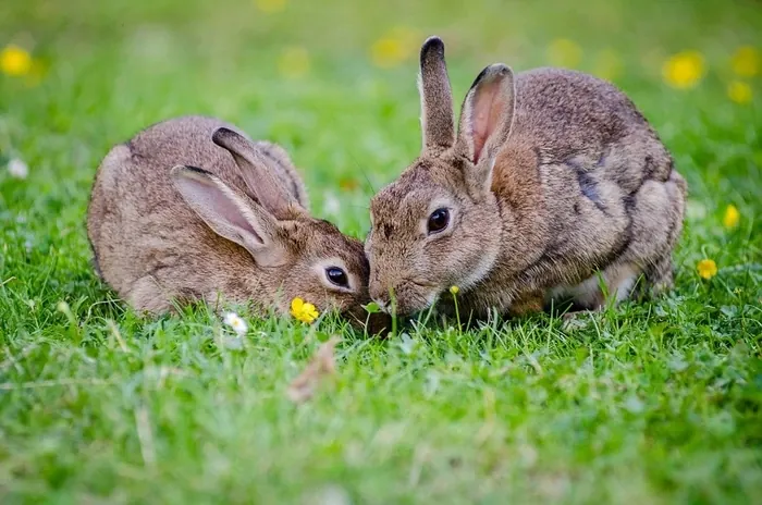 Deux lapins dans l'herbe