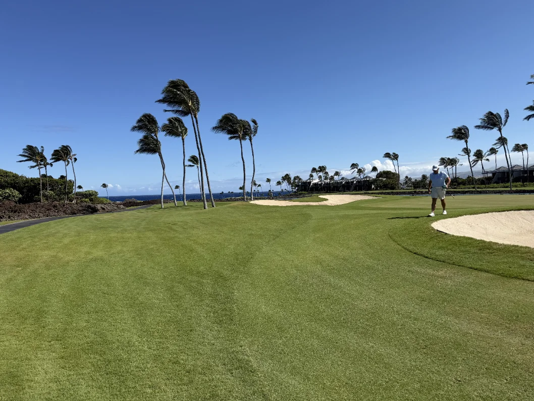 A golfer walking the fairway beneath wind-bent palm trees.