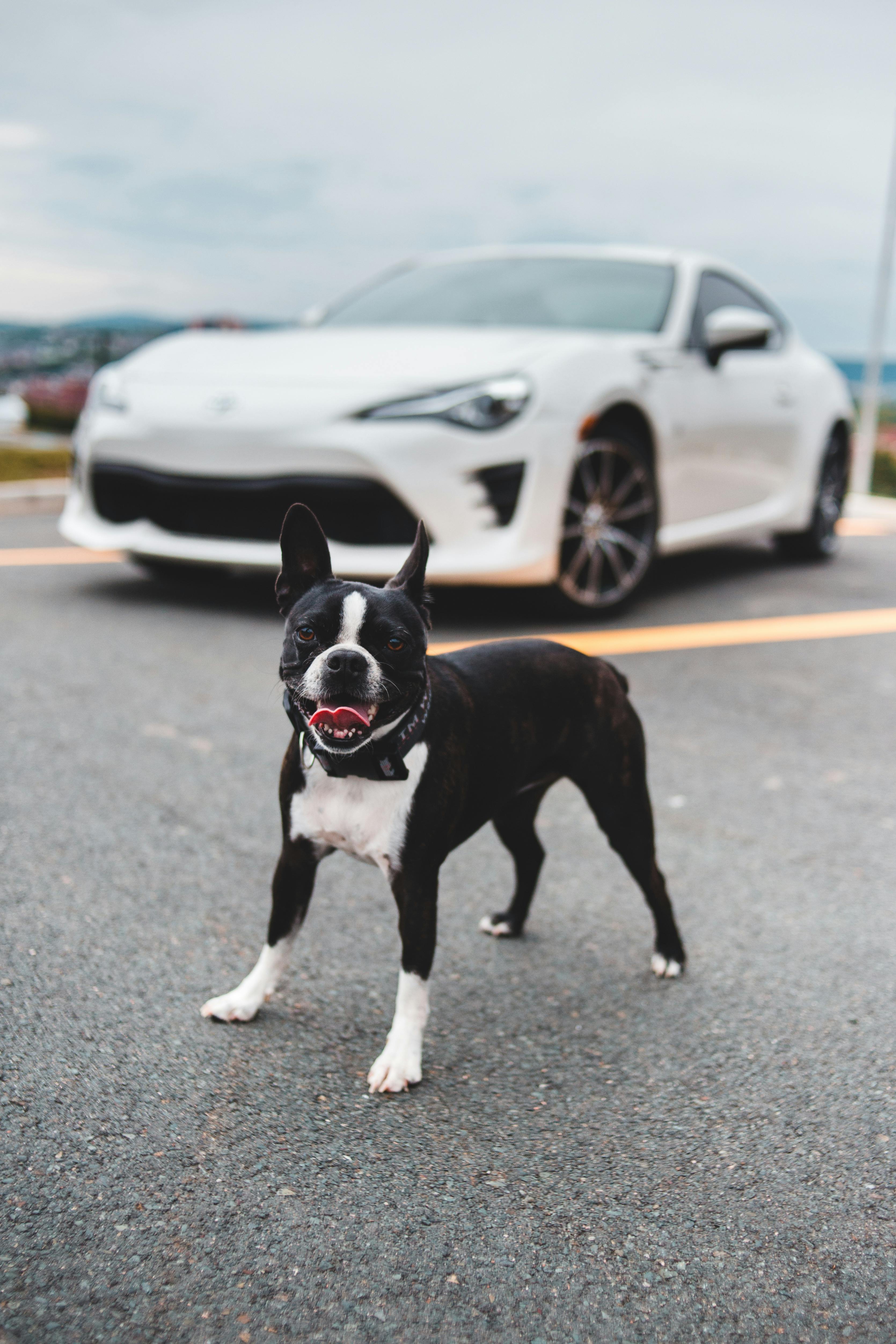 Dog Stock Image