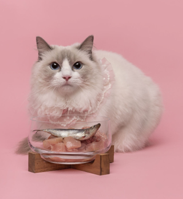 BOM BOM 고양이 생식 제품 이미지