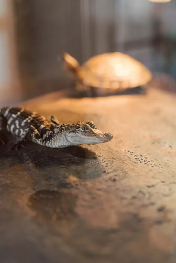 Young alligator inside a wildlife exhibit in Walterboro