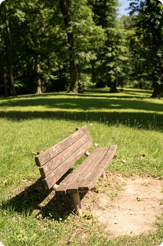 Wooden park bench in a shaded green space