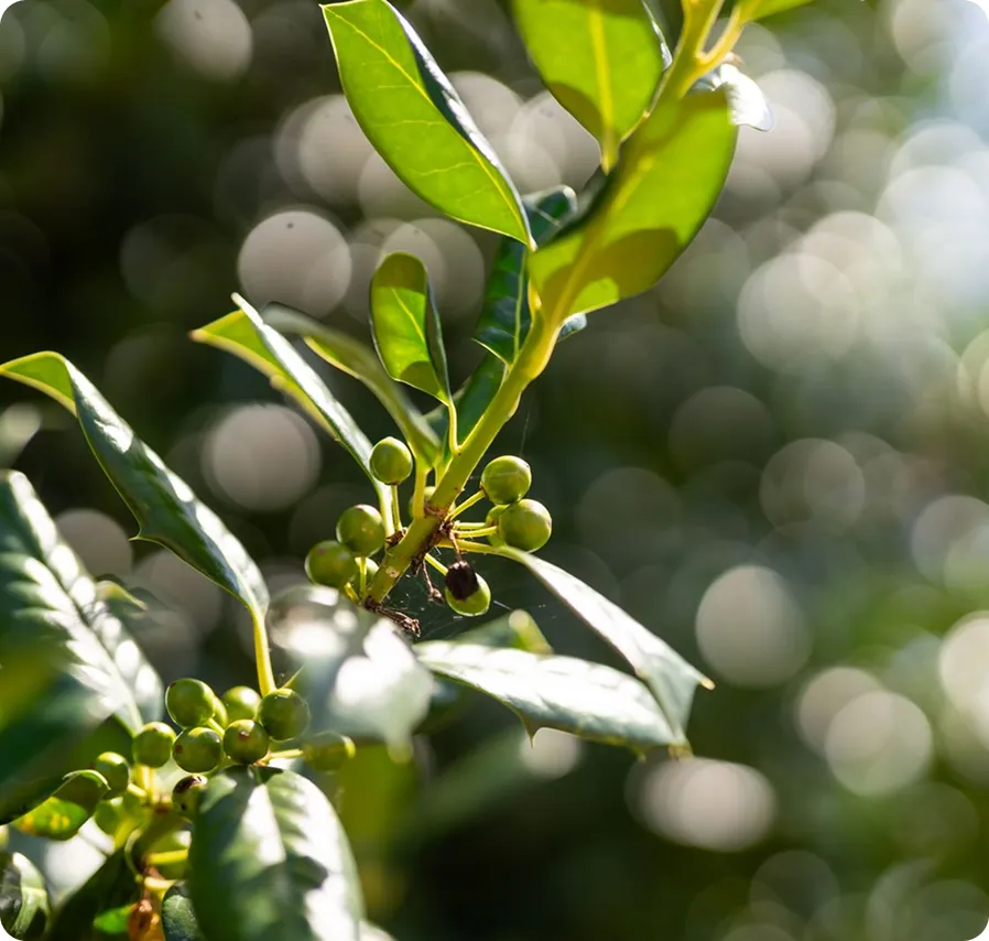 Sunlit holly leaves and green berries in close-up