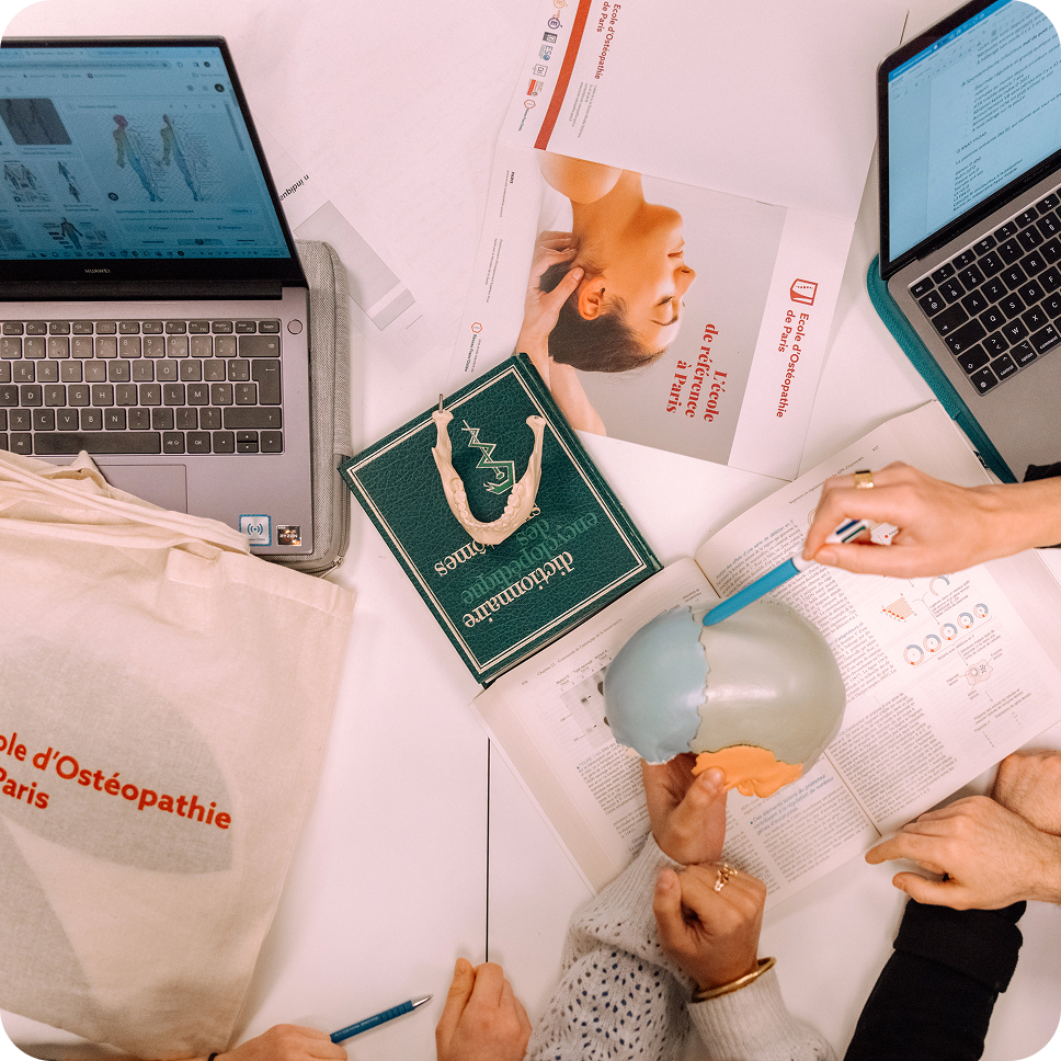A collaborative study scene with two laptops showing anatomical diagrams and text, an anatomical model of a human skull being pointed at with a blue pencil, a green anatomy book with a jawbone model on top, and pamphlets from École d’Ostéopathie de Paris on a white table.