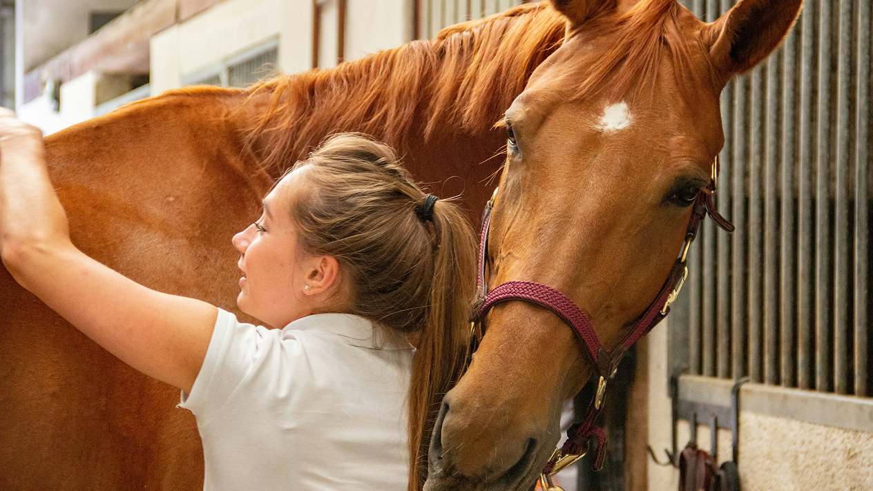 Young woman grooming a chestnut horse with a white marking on its forehead inside a stable.