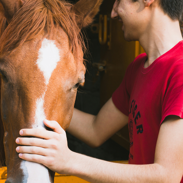 Person in a red shirt gently touching the face of a brown horse with a white stripe down its forehead.