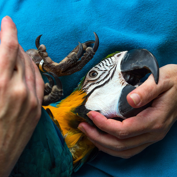Close-up of a blue and yellow macaw parrot held gently by a person wearing a blue shirt, showing the bird's large black beak, white face with black stripes, and detailed claw gripping the person's finger.
