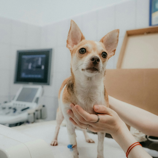 Small tan and white Chihuahua dog with large ears standing on a veterinary examination table with a person's hands gently holding its chest, ultrasound equipment visible in the background.