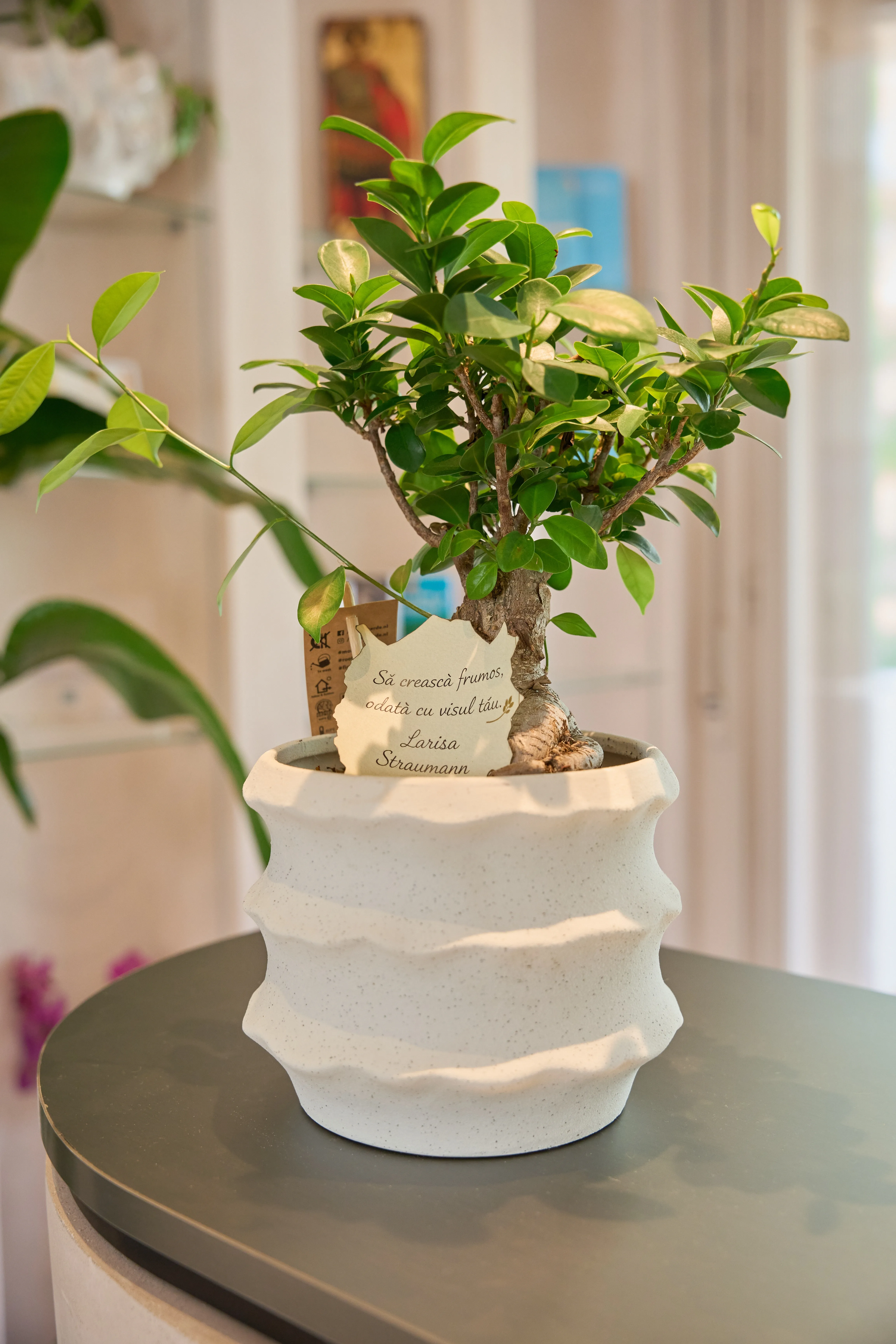 Bonsai tree from clinic