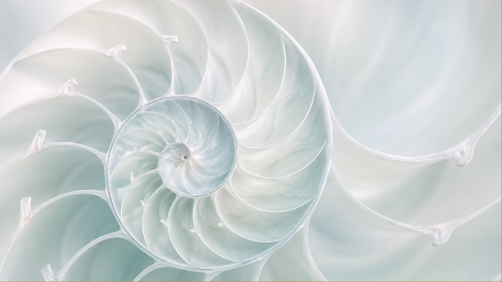 emdr-practitioner-seashell-sand-calm.webp | alt: Coajă de scoică așezată pe nisip fin – Tratament EMDR în Worthing