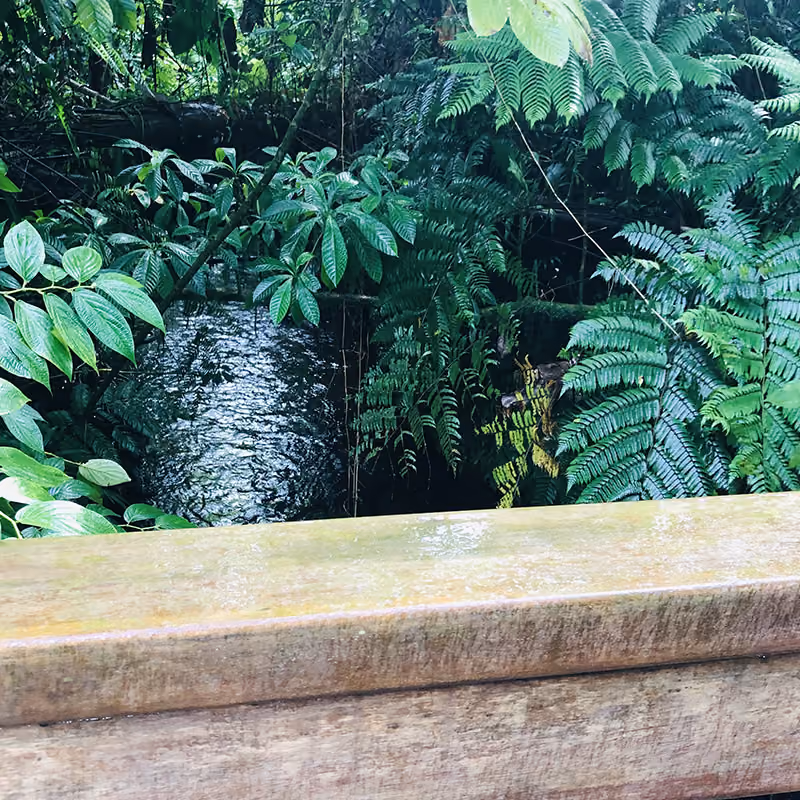 View over a wooden railing showing dense green tropical foliage and a flowing river below surrounded by lush plants and ferns.