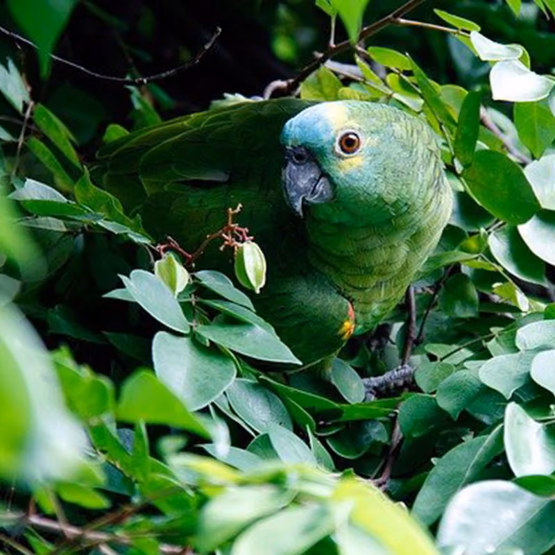 A picture of a Parrot nestled in a tree