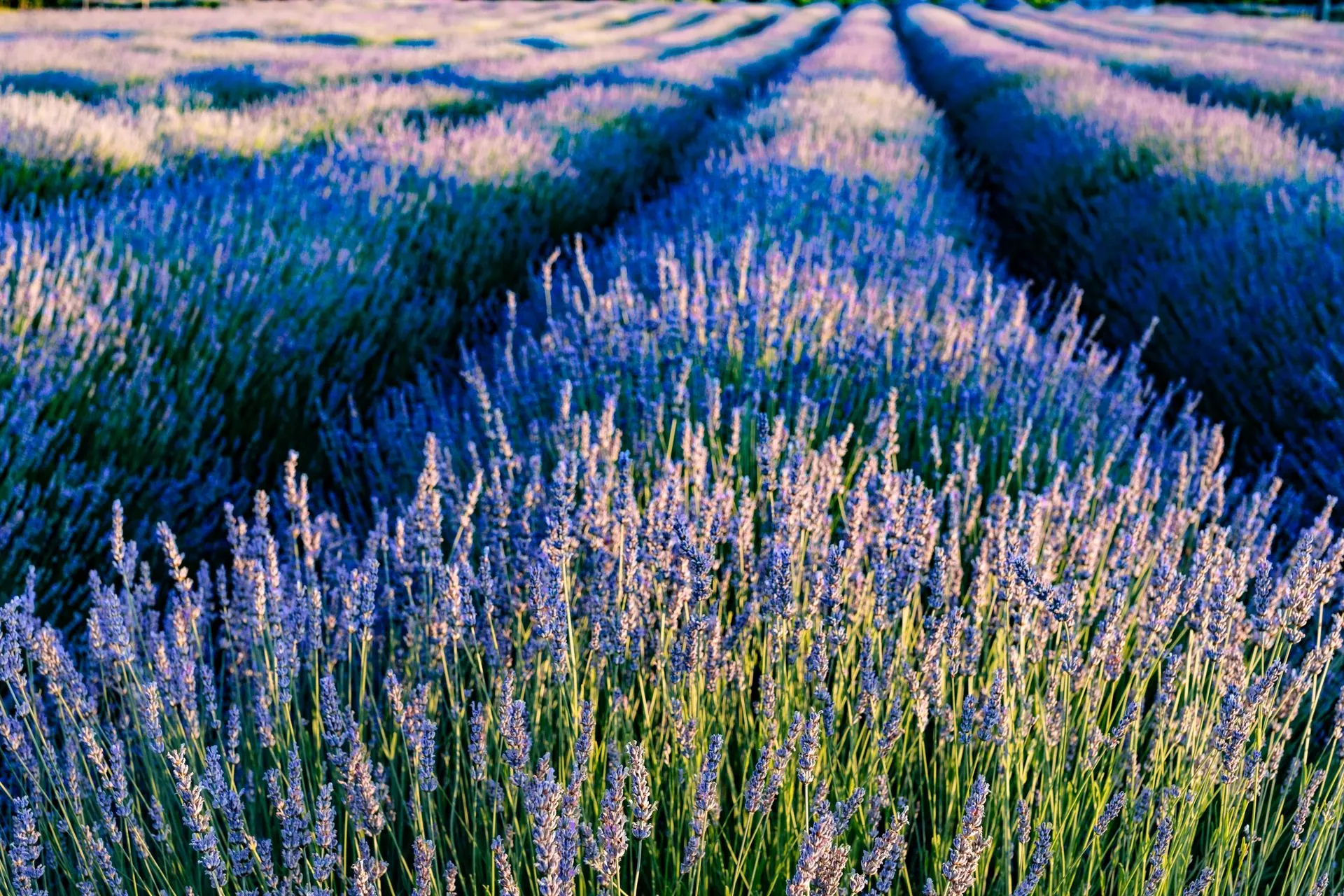Lavender field representing aromatherapy used in massage at DASA Spa
