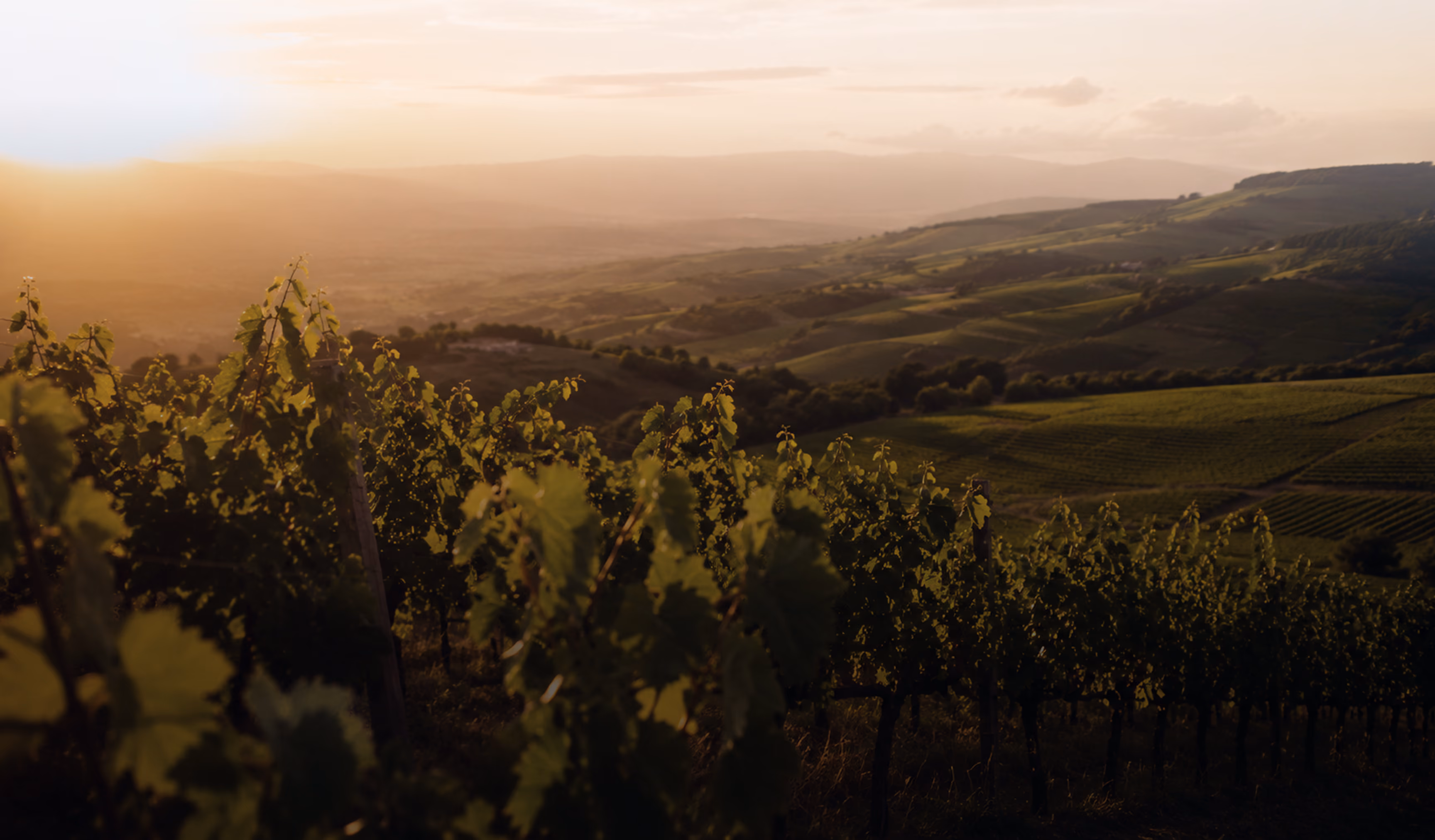 Sunset over rolling green hills with a vineyard in the foreground.