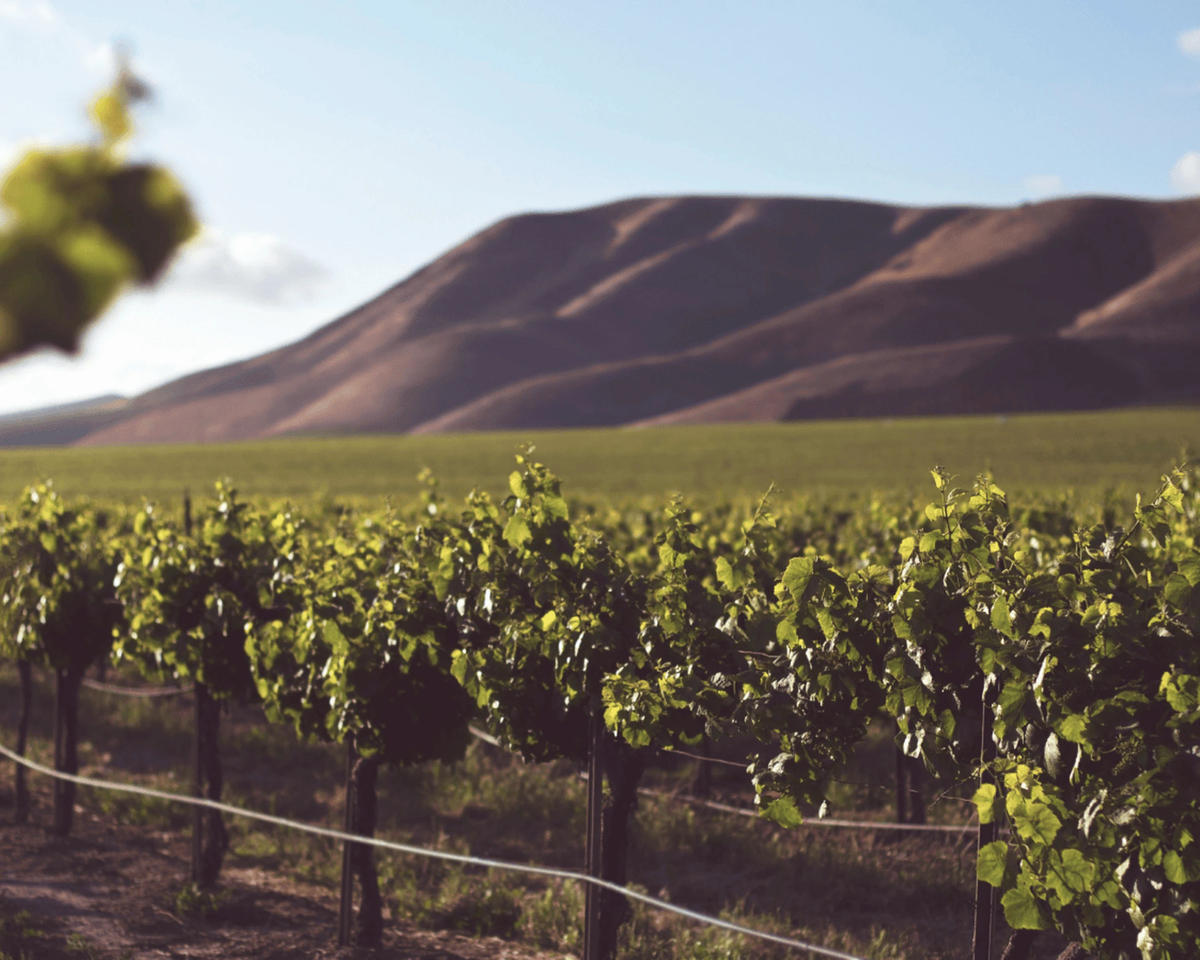 The Meeker Vineyard
