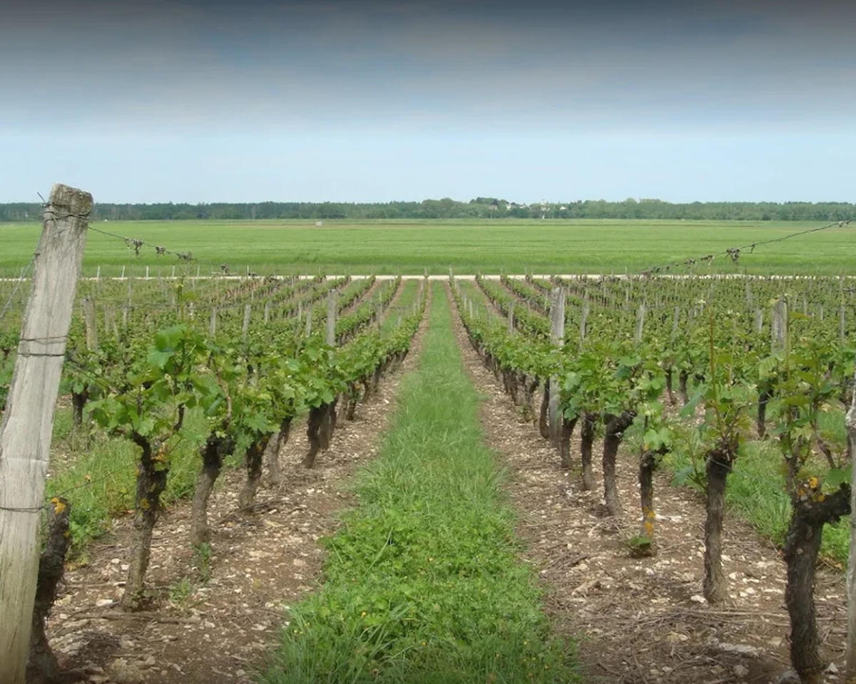 Domaine Bellier