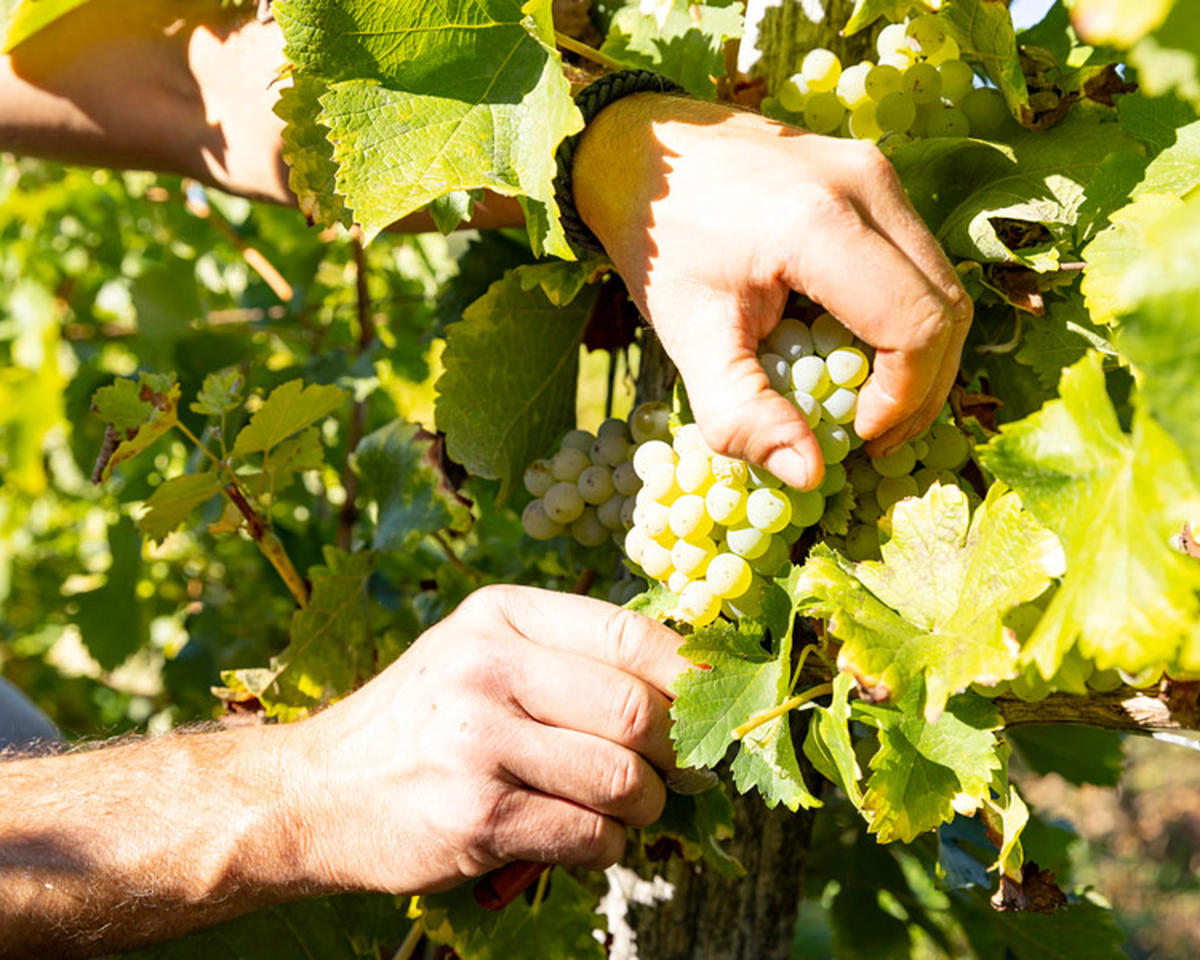 Complices de Loire