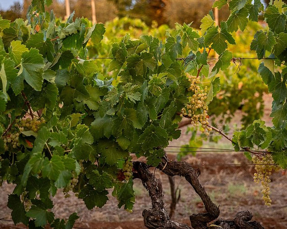 Costantini Vini