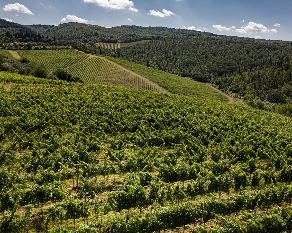 Tignanello