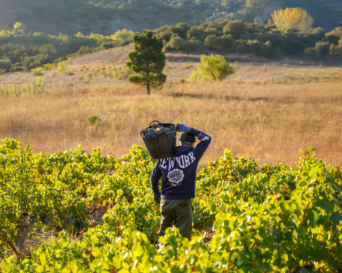 Bodegas San Valero