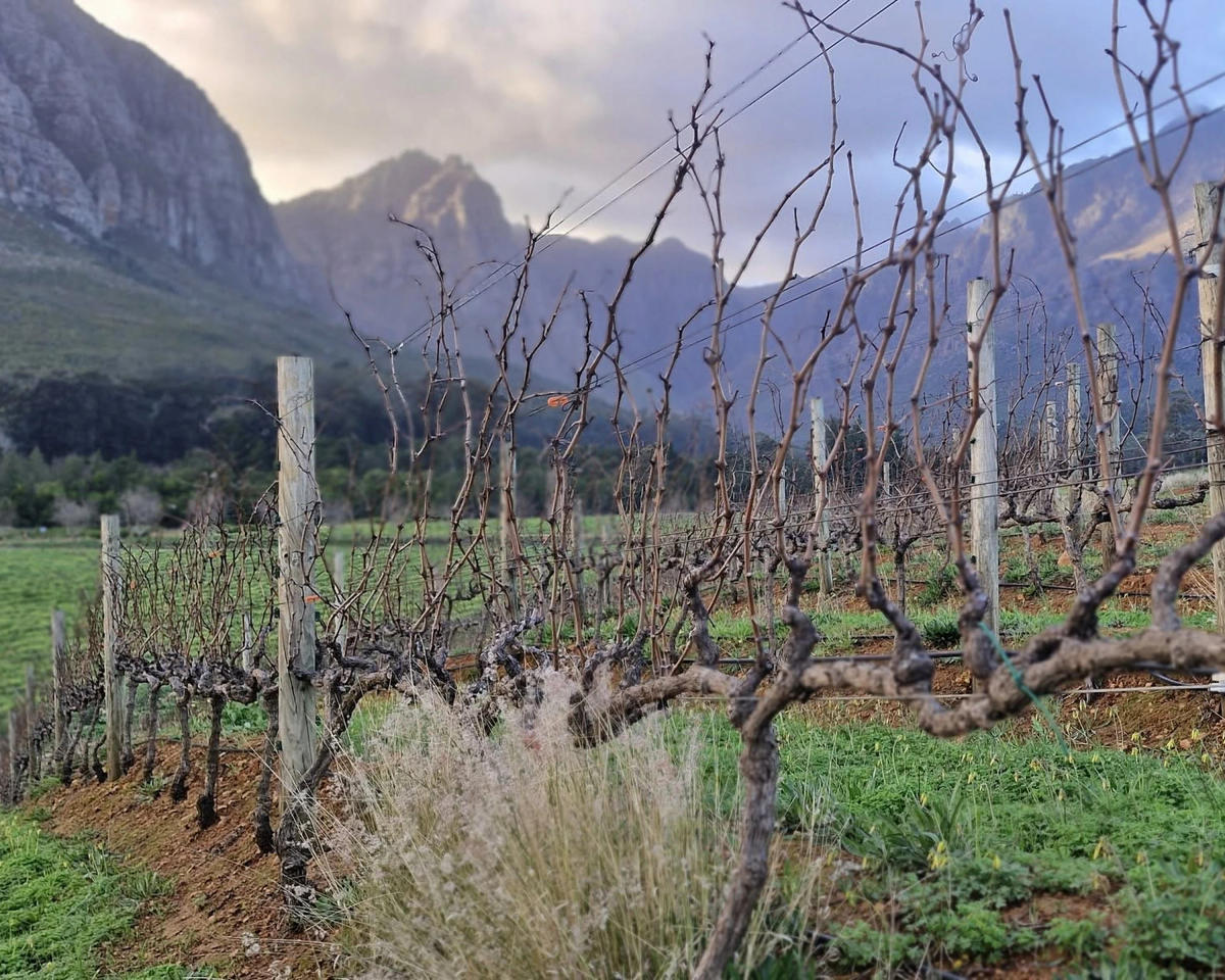 Oldenburg Vineyards