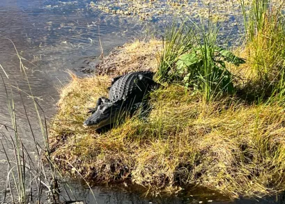 Private airboat tour