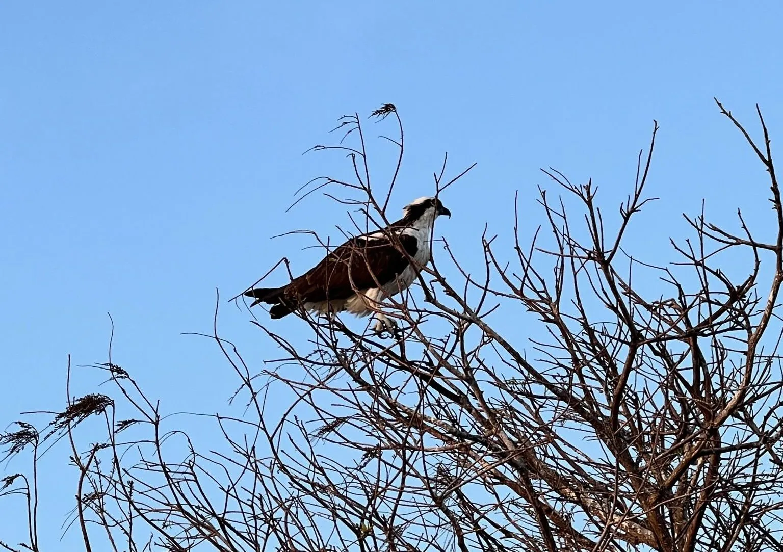 Everglades wildlife