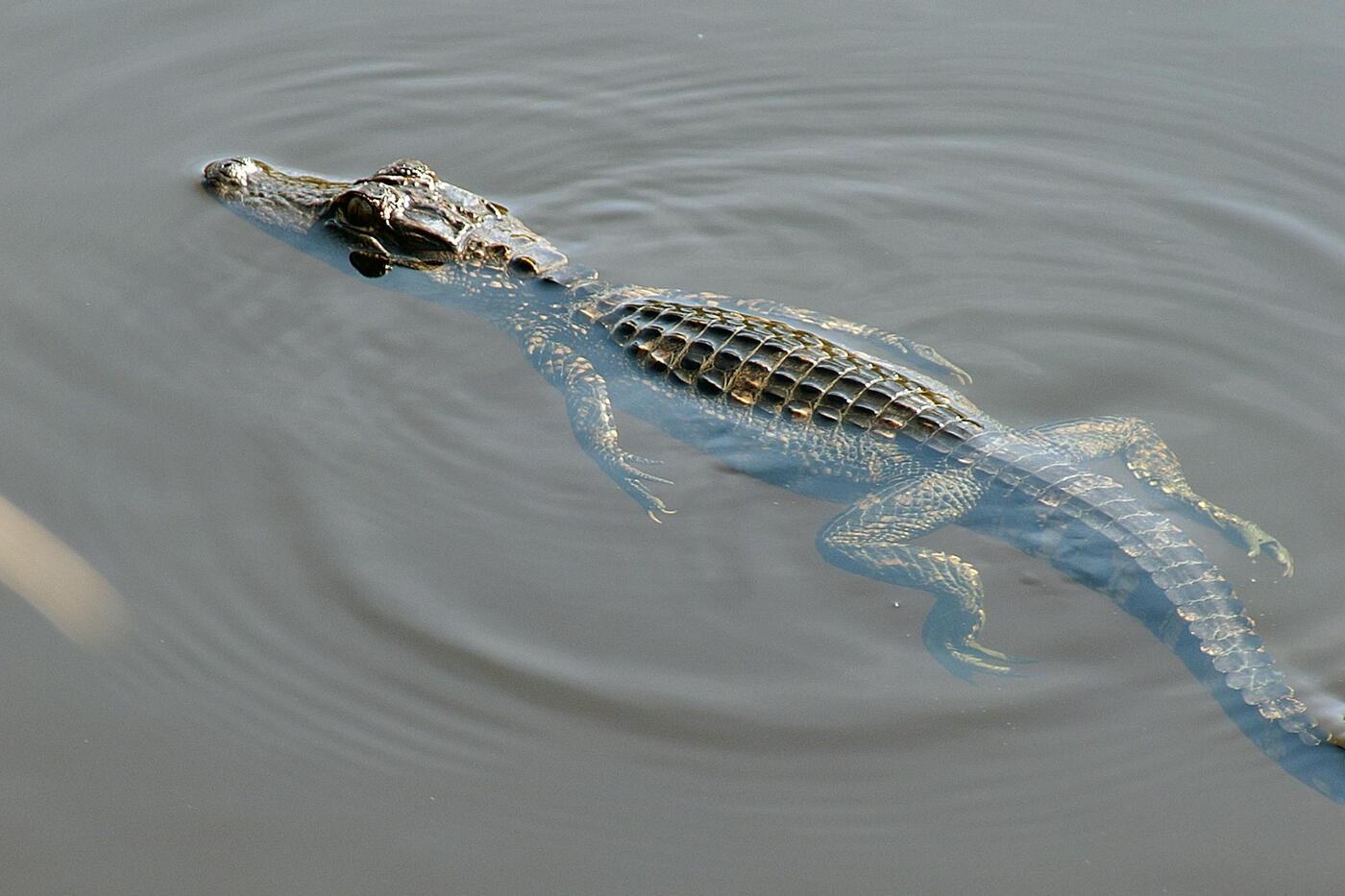 Everglades tour
