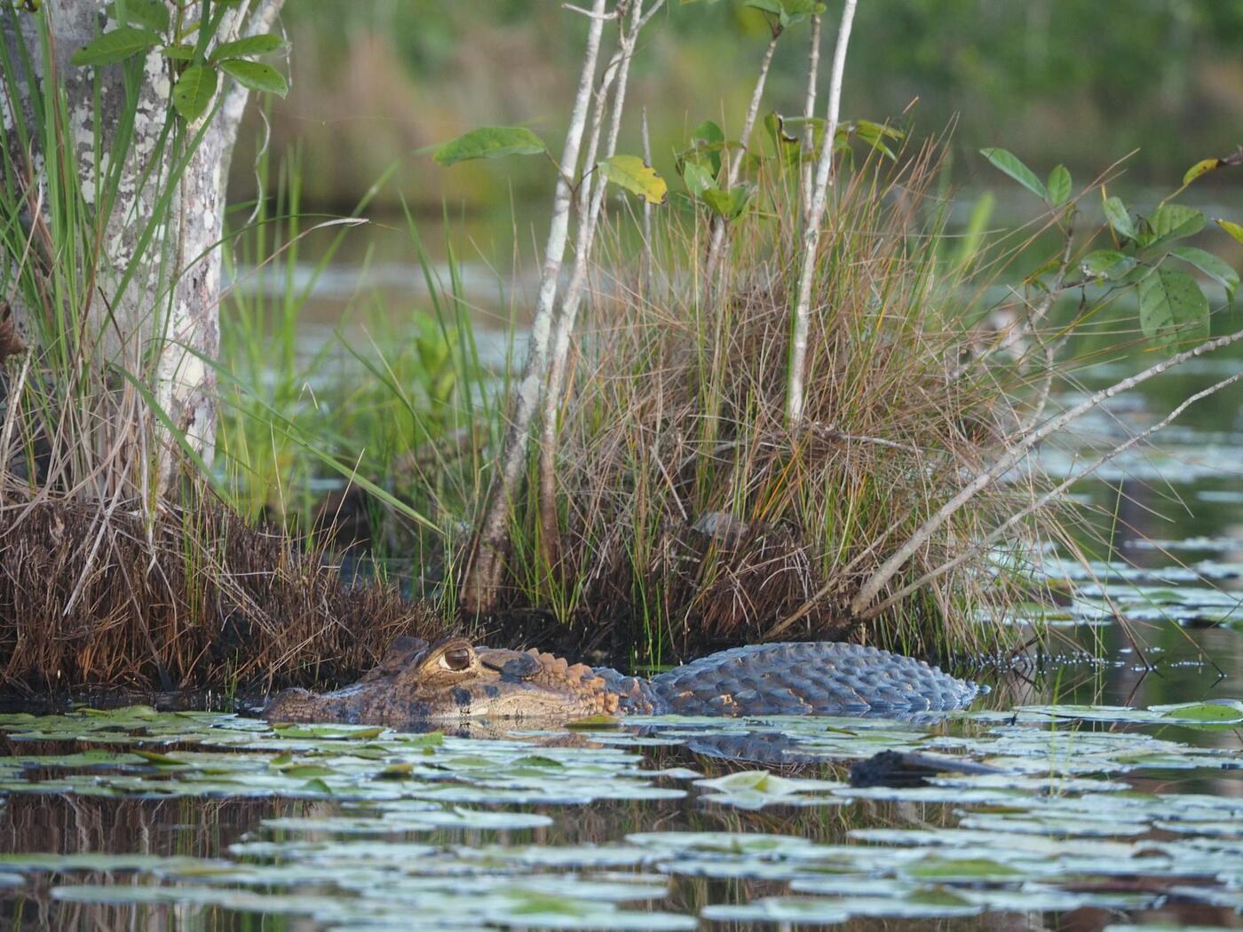 Everglades wildlife