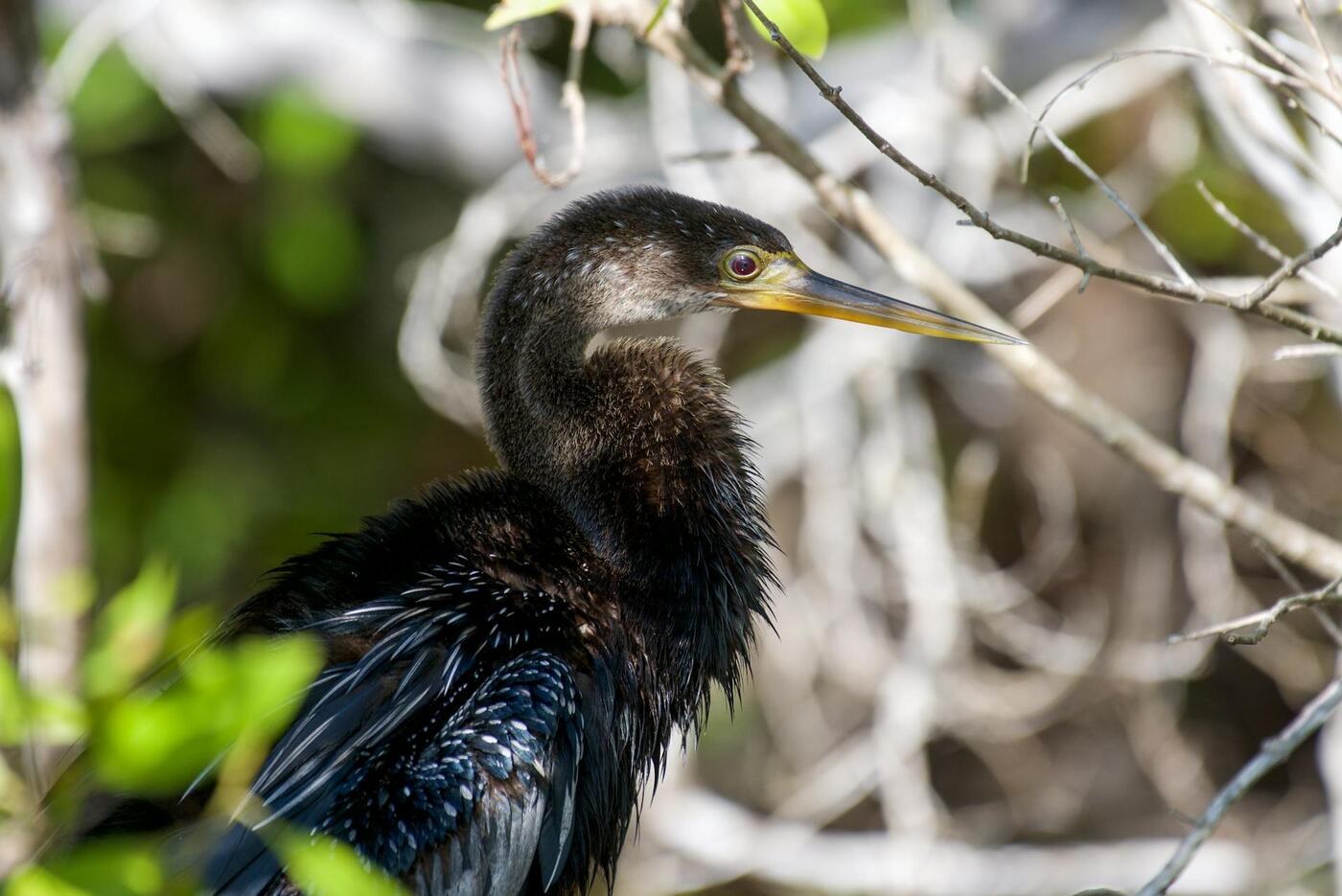 Everglades wildlife