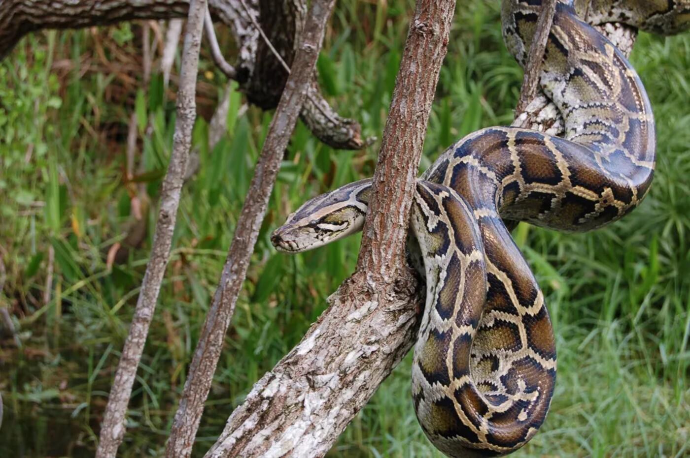 Everglades wildlife