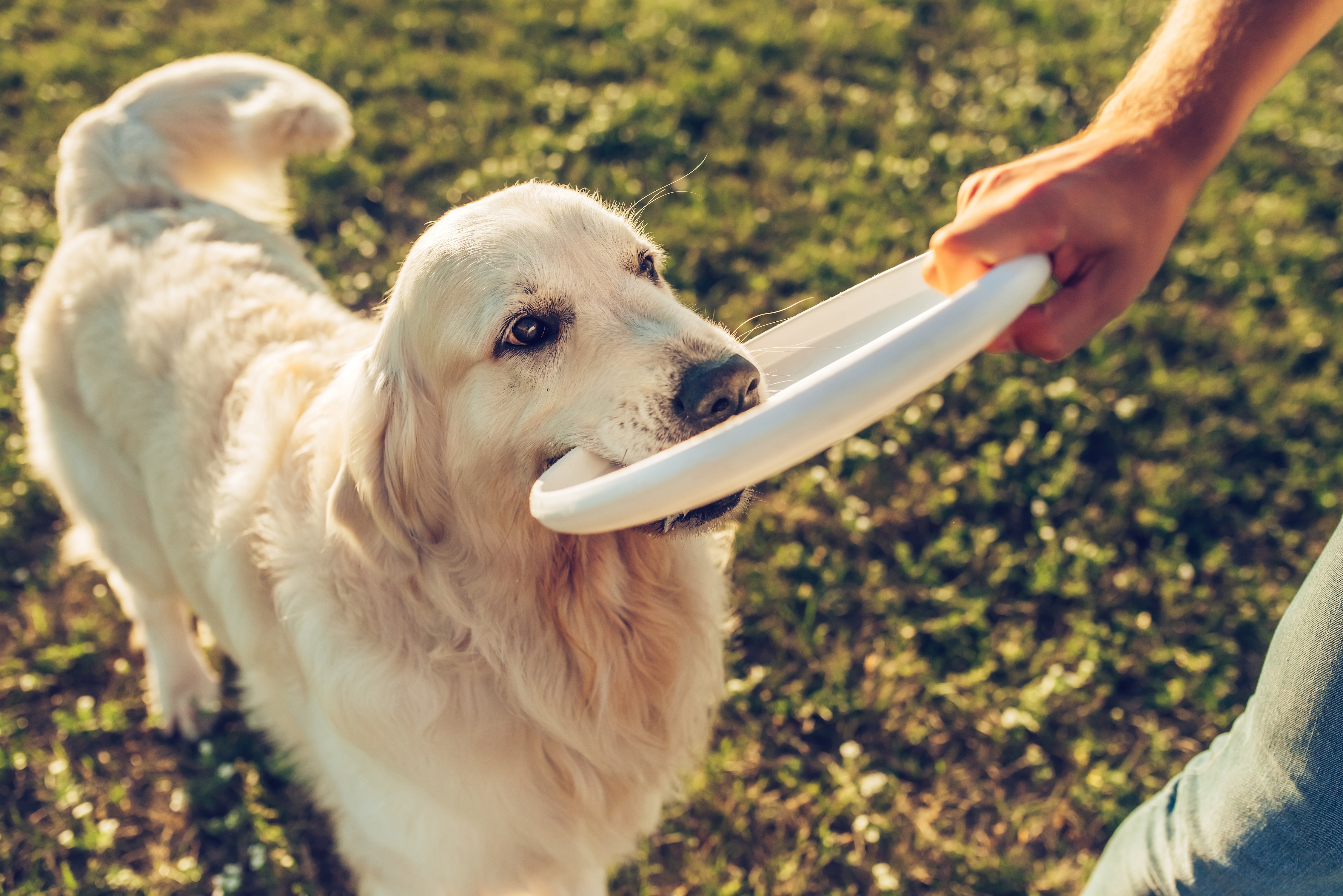 Golden retriever with frisbee stock image
