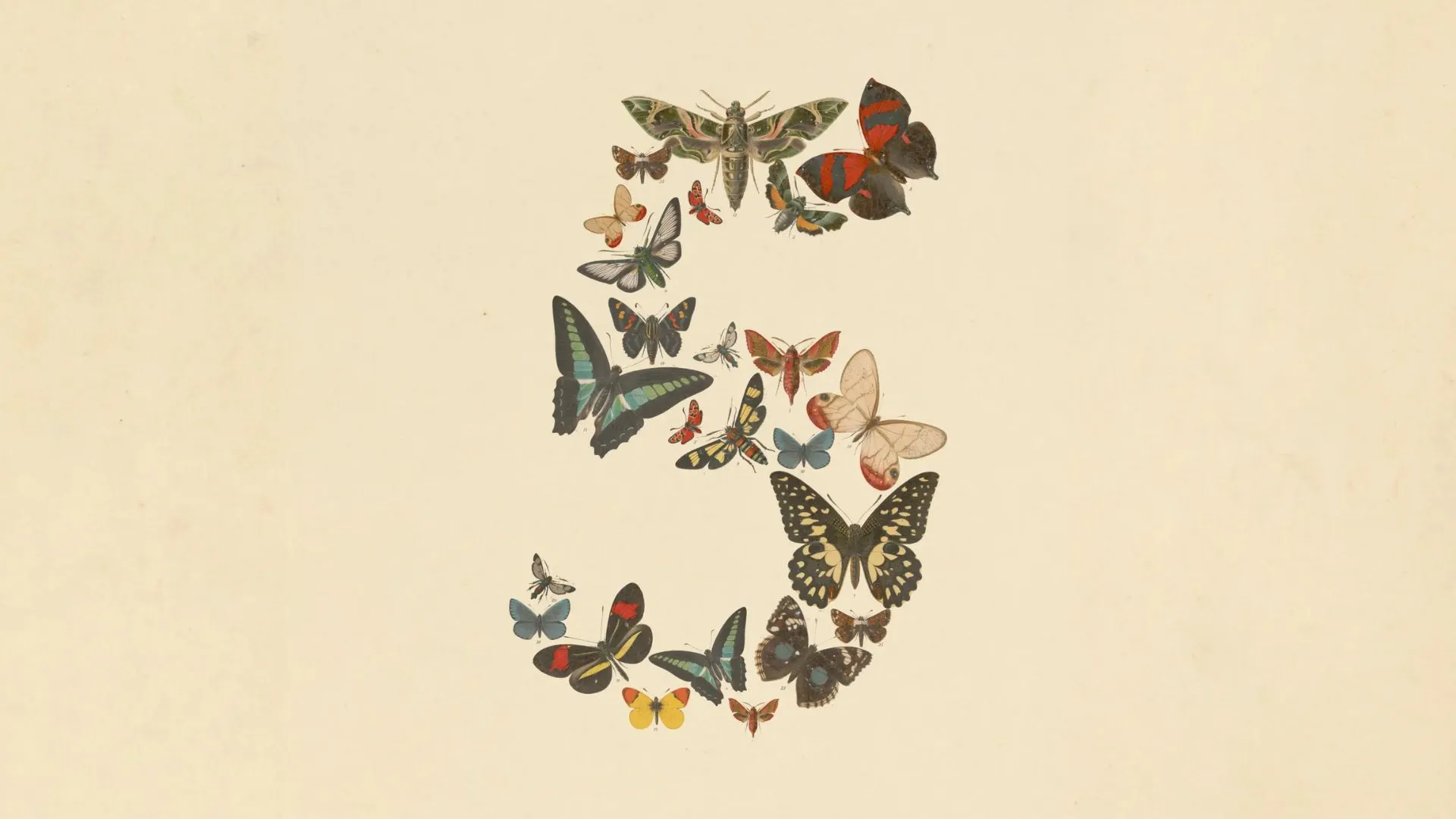 Butterflies arranged into the numeral five on aged paper