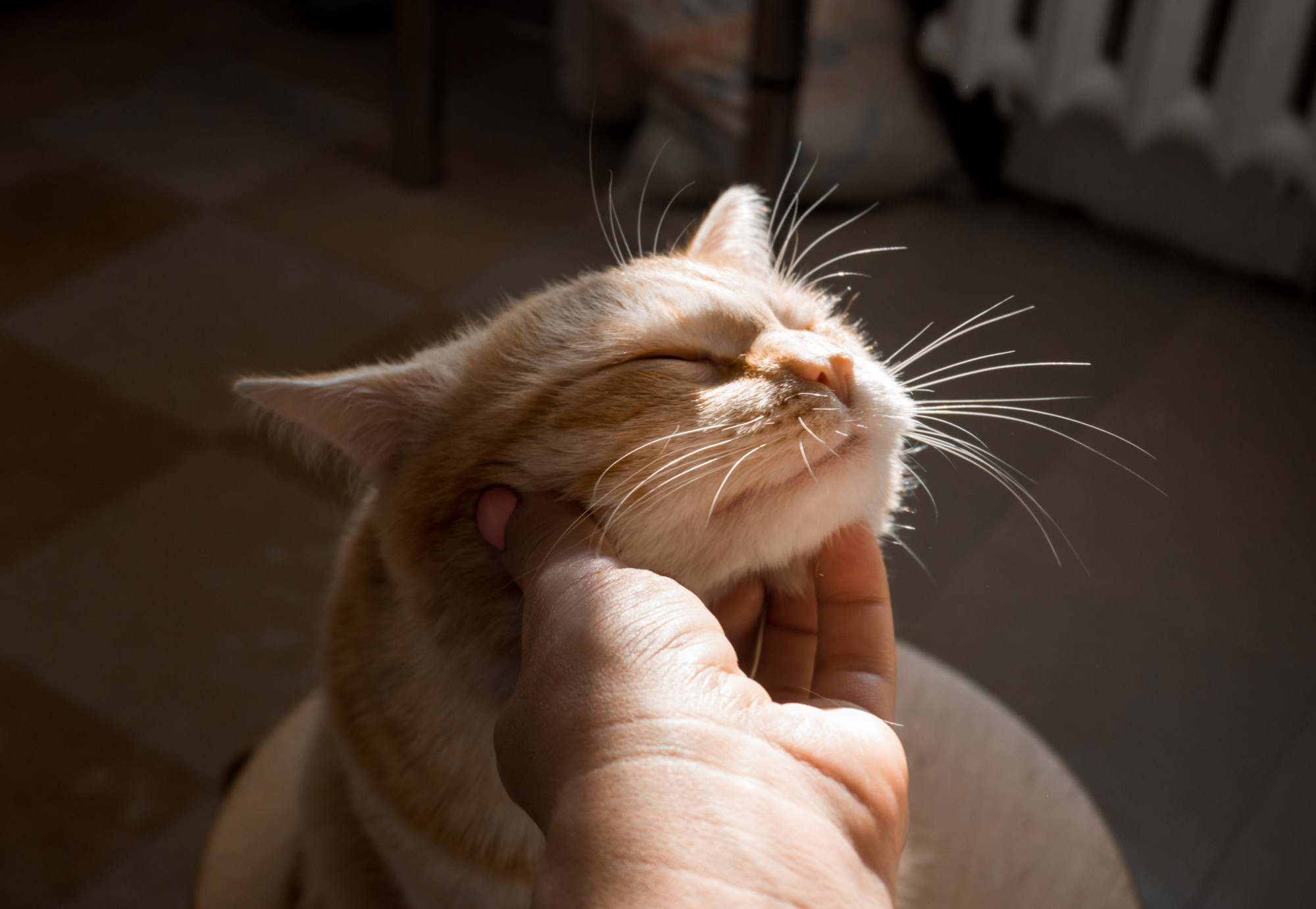 A light orange tabby cat with eyes closed enjoying being gently scratched under the chin by a hand.