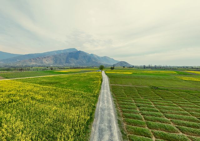Narrow dirt road runs through green and yellow farmland fields with mountains in the background under a cloudy sky.