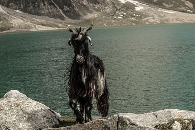 Black and white long-haired goat standing on rocks near a lake with mountainous terrain in the background.