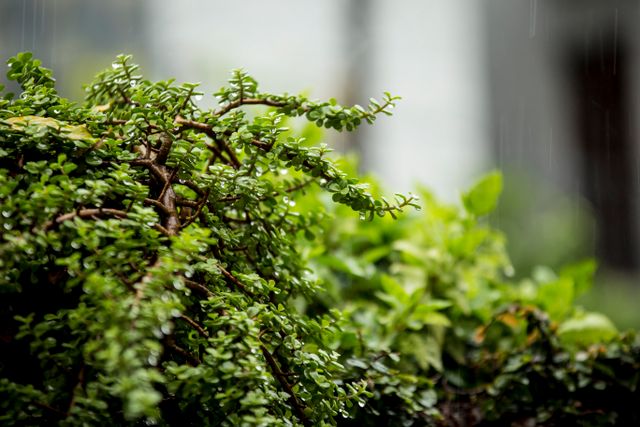 Close-up of lush green foliage with small leaves and branches under soft natural light, blurred background.